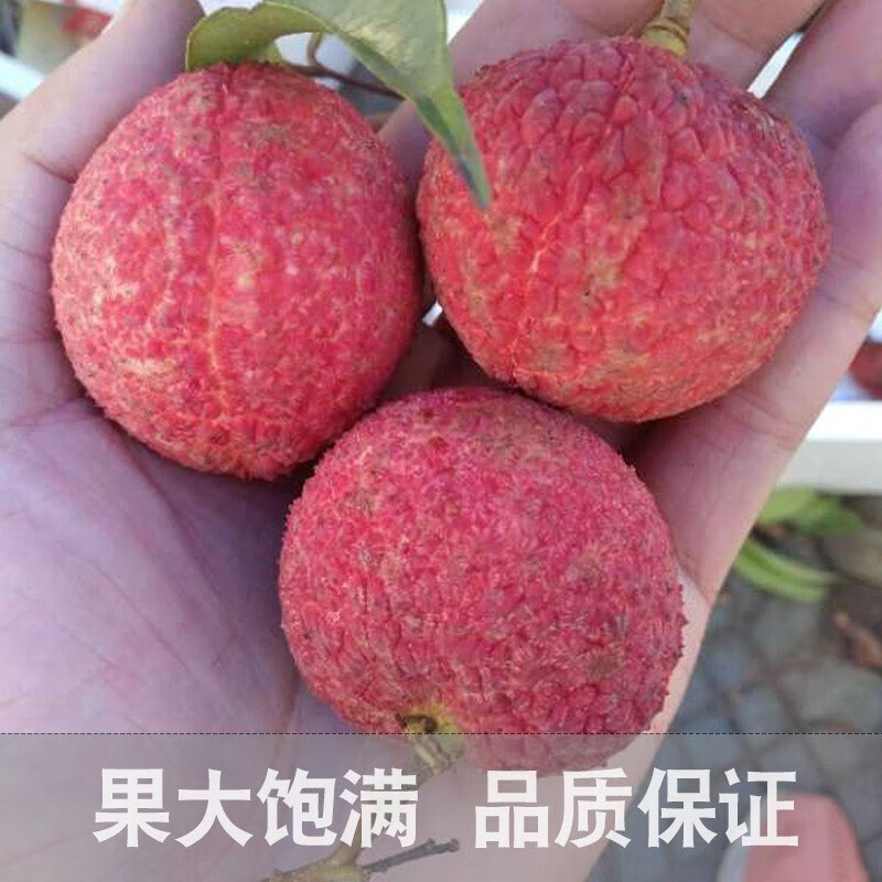 鮮仙驛海南無核荔枝 新鮮荔枝 現(xiàn)摘現(xiàn)發(fā)孕婦水果精選大果 .