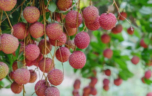 廣西名優(yōu)特產(chǎn) 荔枝,不僅是一種夏季時令水果這么簡單,故事多多