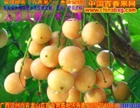 廣西農產品貿易網 - 【供應】黑珍珠蓮霧、無核荔枝、無花果、香水檸檬苗供應