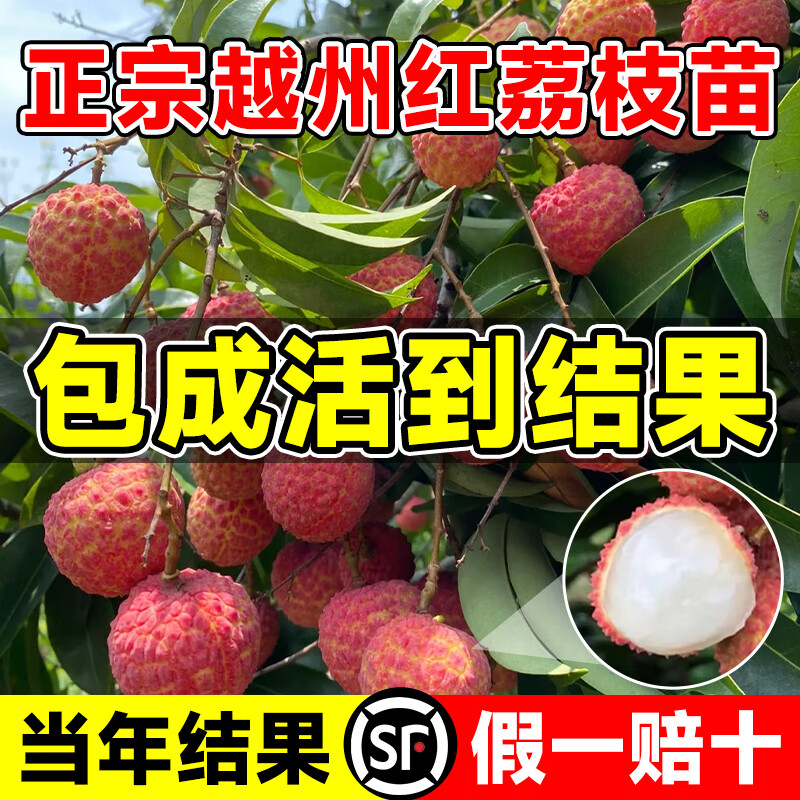 臨雅荔枝樹苗無核桂味果樹盆栽妃子笑嫁接水果樹苗糯米糍果苗仙進(jìn)奉