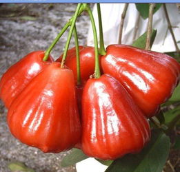 除了金磚峰會(huì),海南水果還上過(guò)哪些 高大上 的大場(chǎng)面