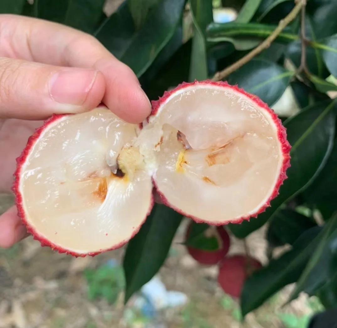 海南無(wú)核荔枝:70%的獨(dú)特美味