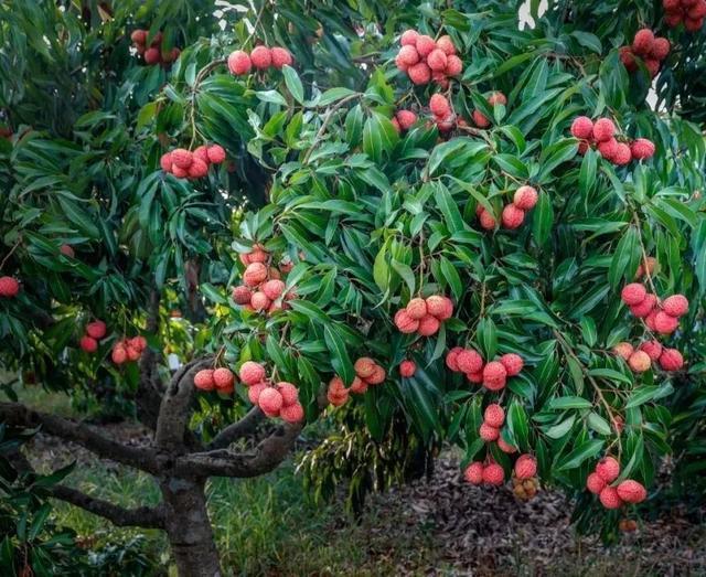 「并蒂紅無核荔枝」陸僑農牧與藍田農業(yè)瞄準華東市場聯(lián)合推佳品