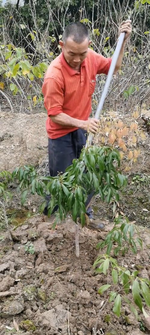 無核荔枝與楊梅果苗種植指南 從兩公分幼苗到豐收果園
