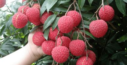 企石人帶上手繪地圖，實現無核荔枝自由