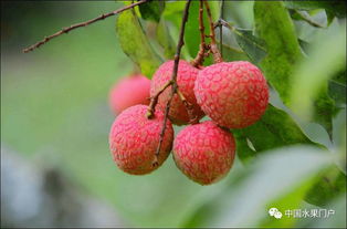 海南澄邁陸僑無核荔枝驚艷上市，主打高端市場熱銷北上廣深