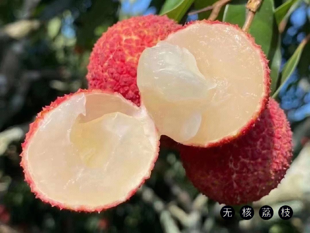海南水果知多少？一顆顛覆認知的“無核荔枝”